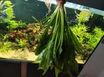 Grote amazone aquarium plant, Dieren en Toebehoren, Vissen | Aquaria en Toebehoren, Ophalen, Zo goed als nieuw, Plant(en), Steen of Hout