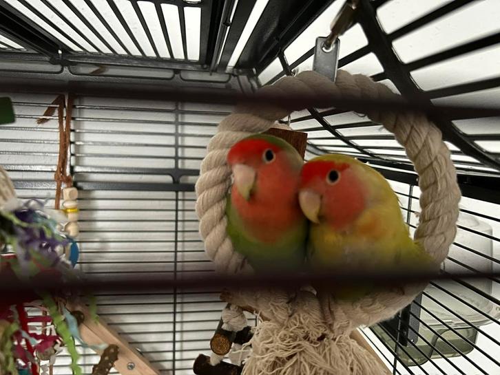 Agapornis roseicollis koppel - eventueel met kooi, Dieren en Toebehoren, Vogels | Parkieten en Papegaaien, Dwergpapegaai of Agapornis