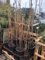 Amanogawa of Japanse sierkers 150 cm boven pot zuilvormig, In pot, Zomer, Zuilboom, Ophalen