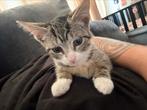 1 poes en 1 kitten met alle toebehoren!, Poes