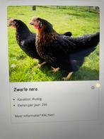 Kippen, Dieren en Toebehoren, Pluimvee, Vrouwelijk, Kip