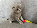 Britsekorthaar kittens mogen weg 11 september, Dieren en Toebehoren, Katten en Kittens | Overige Katten, Meerdere dieren, Kortharig
