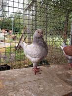 Te koop king duif, Dieren en Toebehoren, Mannelijk, Overige soorten