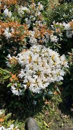 Rhododendrons cuninghams white, Halfschaduw, Zomer, Ophalen of Verzenden, Overige soorten