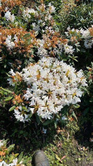 Rhododendrons cuninghams white
