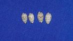 schelpen, Cypraea gracilis, set van vier stuks., Ophalen of Verzenden, Schelp(en)