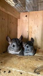 Chinchilla, Dieren en Toebehoren, Knaagdieren, Meerdere dieren, Chinchilla, Voor 1 juli 2024