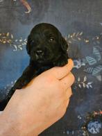 Mini australian labradoodle teefje alf2 fleecevacht zwart, Dieren en Toebehoren, Nederland, 8 tot 15 weken, Teef, Eén hond