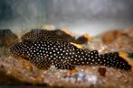 L-Nummers: L081 Baryancistrus xanthellus, Vis, Zoetwatervis
