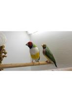 Gouldamadine, Dieren en Toebehoren, Vogels | Overige Vogels, Meerdere dieren, Tropenvogel, Geringd
