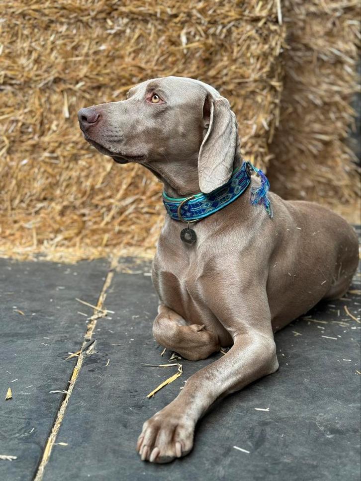 Weimaraner dekreu, Dieren en Toebehoren, Honden | Dekreuen, Reu, Fokker | Professioneel, Eén hond, Nederland, 6 jaar of ouder