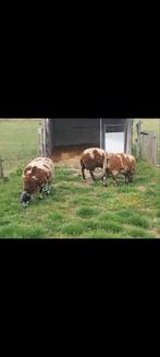 Nederlands bonte rammen te koop  gecertificeerd., Dieren en Toebehoren, Schapen, Geiten en Varkens, Mannelijk, Schaap
