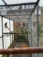 Kweekkoppel koningsparkieten plus 3 jongen van dit jaar., Dieren en Toebehoren, Meerdere dieren, Parkiet, Geringd