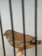 Zebravinken pop van 24, Dieren en Toebehoren, Vogels | Overige Vogels, Vrouwelijk, Tropenvogel