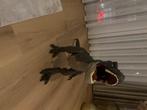 Dino, Ophalen, Zo goed als nieuw