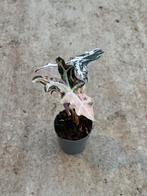 Alocasia nobilis pink variegata, Ophalen of Verzenden, Halfschaduw, Minder dan 100 cm