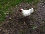 3 Poule de bresse hennen, Dieren en Toebehoren, Pluimvee, Vrouwelijk, Kip