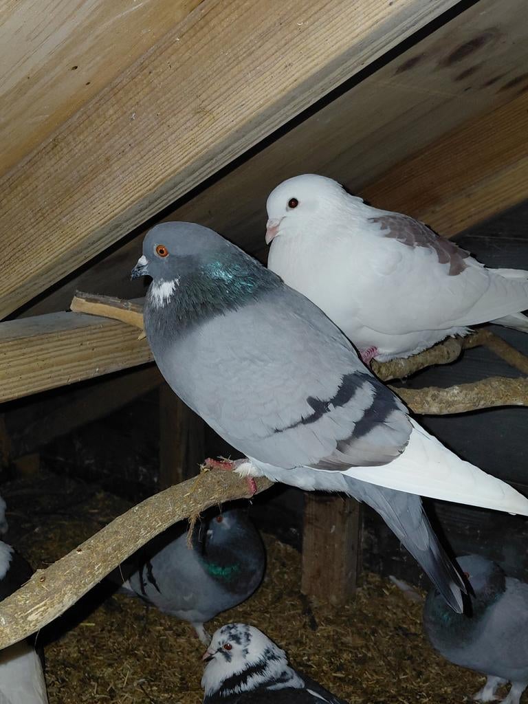 Sierduiven, Dieren en Toebehoren, Meerdere dieren, Overige soorten