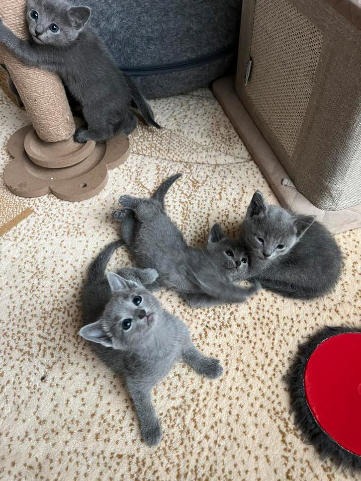 BLAUW RUS KITTENS  MET STAMBOOM, Dieren en Toebehoren, Katten en Kittens | Raskatten | Korthaar, Meerdere dieren, 0 tot 2 jaar