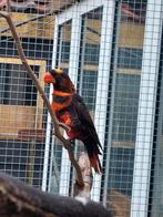 Dusky lori man, Mannelijk, Papegaai, Geringd