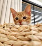 Lief rood katertje van 10 weken zoekt een warm huisje, Dieren en Toebehoren, Katten en Kittens | Overige Katten, Kater