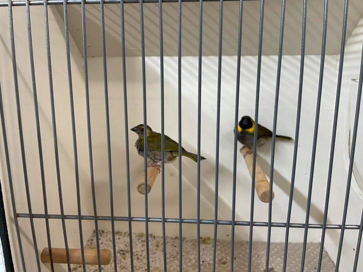 Overjarig koppel kleine cubavink, Dieren en Toebehoren, Vogels | Overige Vogels, Tropenvogel, Meerdere dieren, Geringd