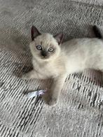 Britisch Korthaar Kittens/ Laatste 2 Katers!!, Meerdere dieren, Ontwormd