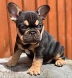 Wij zijn opzoek naar een Franse Bulldog Teefje !, Dieren en Toebehoren, Honden | Bulldogs, Pinschers en Molossers, Particulier
