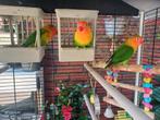 Dwergpapegaaien + kooi, Ophalen, Nieuw, Vogelkooi