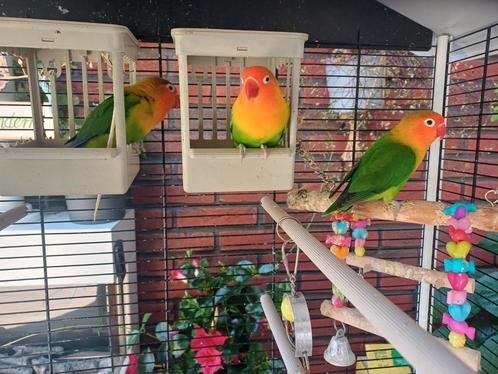 Dwergpapegaaien + kooi, Dieren en Toebehoren, Vogels | Hokken en Kooien, Nieuw, Vogelkooi, Ophalen
