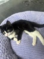 50% ragdoll kitten 13 weken, Dieren en Toebehoren, Katten en Kittens | Raskatten | Korthaar, Kater, Ontwormd, 0 tot 2 jaar