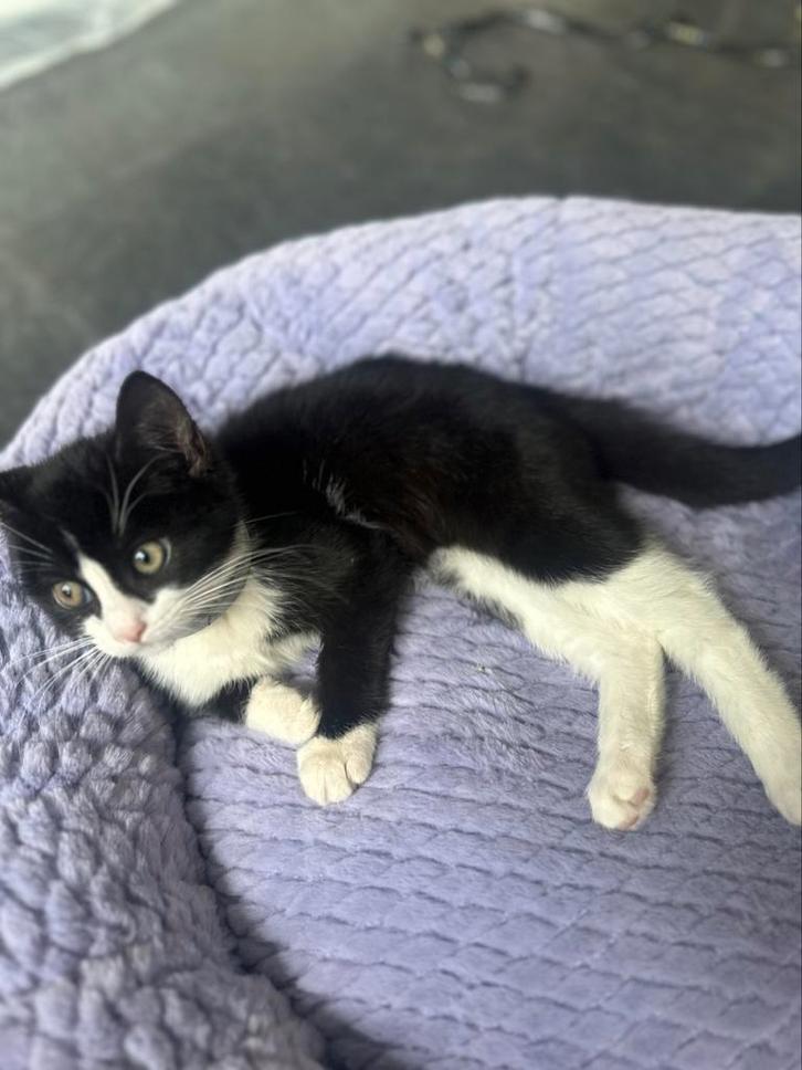 50% ragdoll kitten 13 weken, Dieren en Toebehoren, Katten en Kittens | Raskatten | Korthaar, Kater, 0 tot 2 jaar, Ontwormd