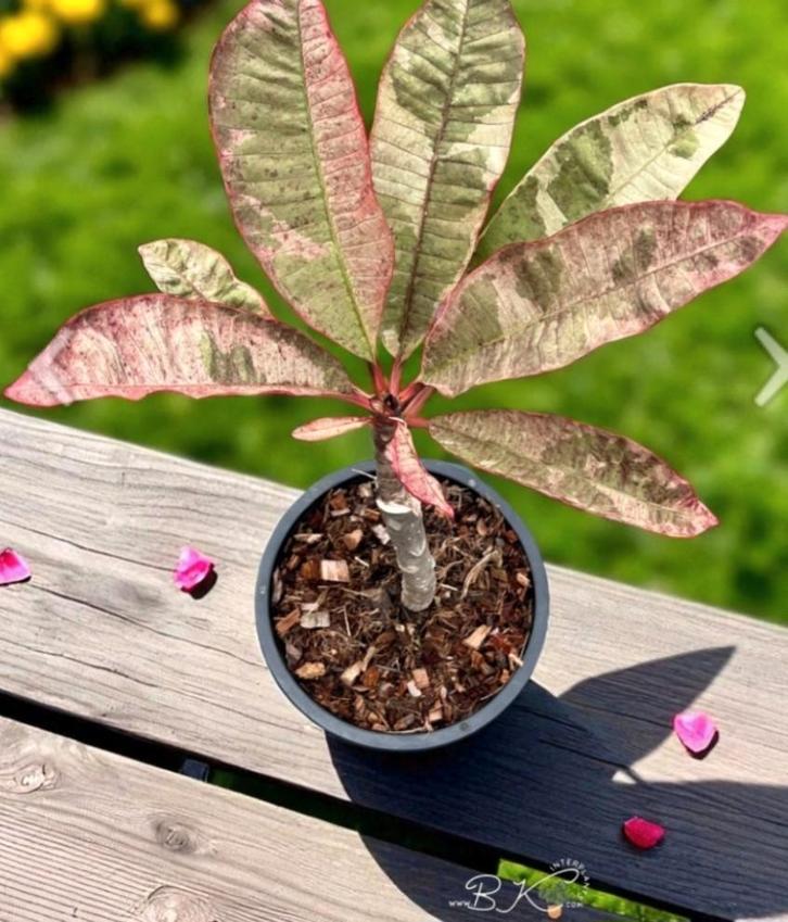 Plumeria Siam Red Ruby (zeldzaam)April/Mei beschikbaar, Tuin en Terras, Planten | Tuinplanten, Overige soorten, Volle zon, Zomer