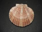 Schelpen: Aequipecten opercularis  Linnaeus, 1758., Ophalen of Verzenden, Schelp(en)