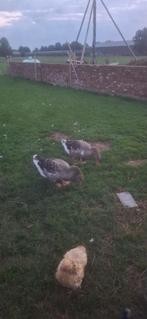 Toulouse gans te koop 2 vrouwtjes van dit jaar, Dieren en Toebehoren, Pluimvee, Vrouwelijk, Gans of Zwaan