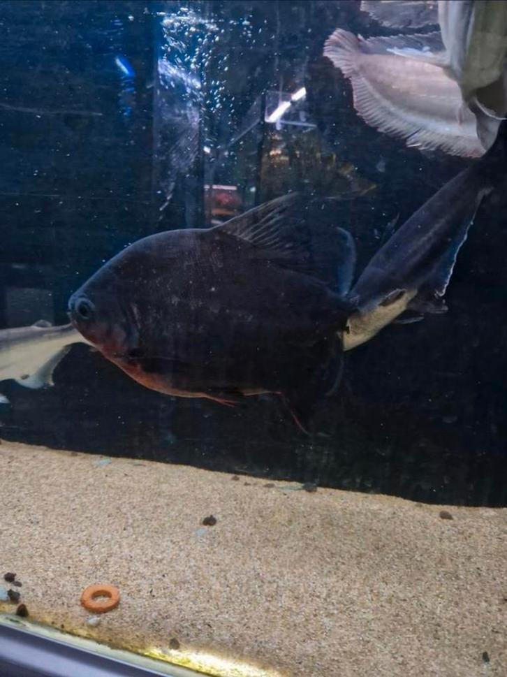 Pacu zwart, Dieren en Toebehoren, Vissen | Aquariumvissen, Zoetwatervis, Vis