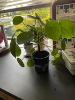 Pannekoekplant, Groene kamerplant, Ophalen, Overige soorten, Minder dan 100 cm