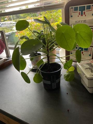 Pannekoekplant  beschikbaar voor biedingen