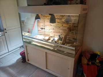 Compleet terrarium met vrouw baardagaam  beschikbaar voor biedingen