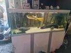 Leuk aqarium compleet 1000 euro, Dieren en Toebehoren, Ophalen, Gebruikt, Overige typen