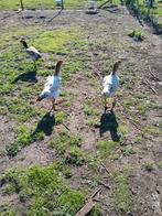 Grote maleier en shamo hennen., Dieren en Toebehoren, Pluimvee, Vrouwelijk, Kip