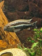 Malawi cichliden" Melanochromis auratus", Dieren en Toebehoren, Vissen | Aquariumvissen, Vis