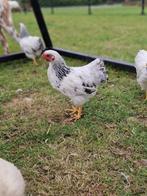 Wyandotte Kriel ( Columbia z/w) Hanen, Dieren en Toebehoren, Mannelijk, Kip