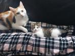 Kitten (poesje) mag gelijk opgehaald., Dieren en Toebehoren, Katten en Kittens | Overige Katten, Poes, Kortharig, 0 tot 2 jaar