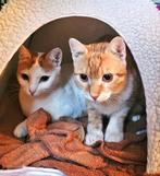 Zeer lieve kittens/mama, gecast/gesterilis/chip/ingeent/6mnd, Dieren en Toebehoren, Meerdere dieren, Kortharig, 0 tot 2 jaar