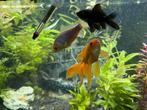Goudvissen, Dieren en Toebehoren, Vissen | Aquariumvissen, Vis