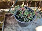 Vaste ijsbloem, Delosperma, roze, Ophalen, Zomer, Overige soorten, Volle zon