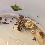 Acromyrmex striatus - bladsnijdsers mieren koningin tekoop, Dieren en Toebehoren, Insecten en Spinnen, Mieren