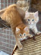 Maine coon kittens, Meerdere dieren, Gechipt