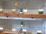 Kanieries, Geel en Scott Fancy, Meerdere dieren, Postuurkanarie